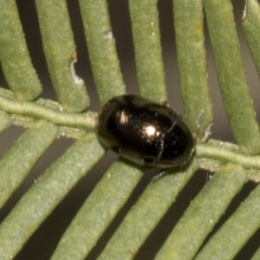 Ditropidus sp. (genus) (Leaf beetle) at Bruce Ridge to Gossan Hill - 14 Sep 2023 by AlisonMilton