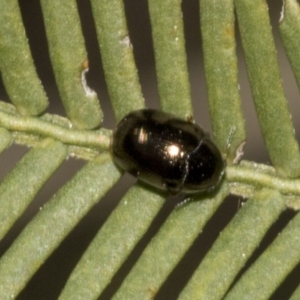 Ditropidus sp. (genus) at Bruce, ACT - 14 Sep 2023