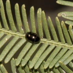 Ditropidus sp. (genus) at Bruce, ACT - 14 Sep 2023