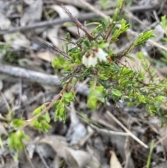 Cryptandra amara (Bitter Cryptandra) at Bruce, ACT - 14 Sep 2023 by lyndallh