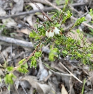 Cryptandra amara at Bruce, ACT - 14 Sep 2023