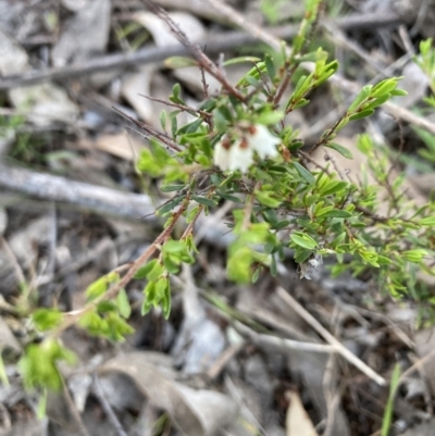 Cryptandra amara (Bitter Cryptandra) at Gossan Hill - 14 Sep 2023 by lyndallh