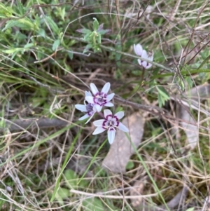 Wurmbea dioica subsp. dioica at Bruce, ACT - 14 Sep 2023