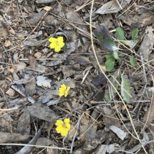 Goodenia hederacea subsp. hederacea at Bruce, ACT - 14 Sep 2023 05:23 PM