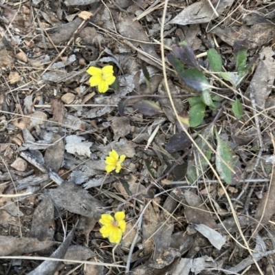 Goodenia hederacea subsp. hederacea (Ivy Goodenia, Forest Goodenia) at Bruce, ACT - 14 Sep 2023 by lyndallh