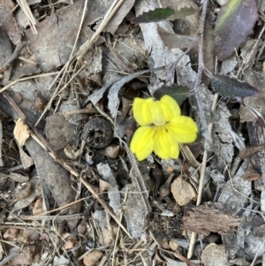 Goodenia hederacea subsp. hederacea at Bruce, ACT - 14 Sep 2023