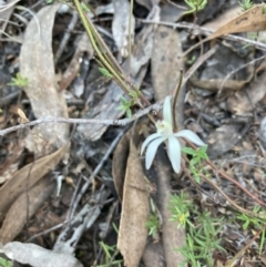 Caladenia fuscata (Dusky Fingers) at Bruce Ridge to Gossan Hill - 14 Sep 2023 by lyndallh