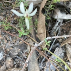 Caladenia fuscata at Bruce, ACT - 14 Sep 2023