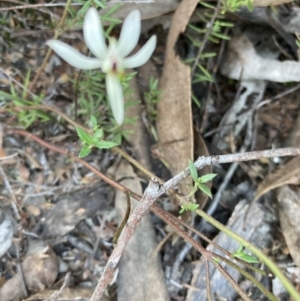 Caladenia fuscata at Bruce, ACT - suppressed