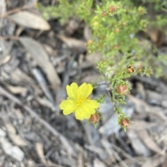 Hibbertia calycina (Lesser Guinea-flower) at Gossan Hill - 14 Sep 2023 by lyndallh