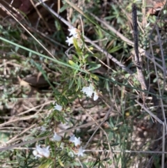 Cryptandra amara (Bitter Cryptandra) at Bruce, ACT - 10 Sep 2023 by lyndallh