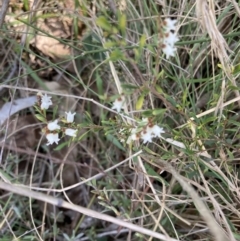 Cryptandra amara at Bruce, ACT - 10 Sep 2023 10:23 AM