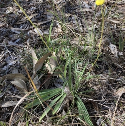 Craspedia variabilis (Common Billy Buttons) at Bruce, ACT - 10 Sep 2023 by lyndallh