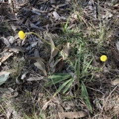 Craspedia variabilis at Bruce, ACT - suppressed