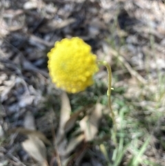 Craspedia variabilis at Bruce, ACT - 10 Sep 2023