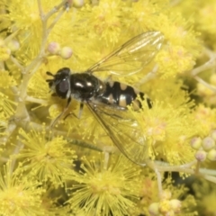 Melangyna viridiceps (Hover fly) at Scullin, ACT - 19 Aug 2023 by AlisonMilton