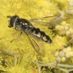 Melangyna viridiceps at Scullin, ACT - 20 Aug 2023