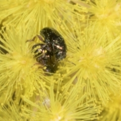 Ditropidus sp. (genus) (Leaf beetle) at Scullin, ACT - 20 Aug 2023 by AlisonMilton