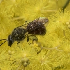 Lasioglossum (Parasphecodes) sp. (genus & subgenus) (Halictid bee) at Scullin, ACT - 20 Aug 2023 by AlisonMilton