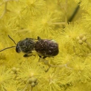 Lasioglossum (Parasphecodes) sp. (genus & subgenus) at Scullin, ACT - 20 Aug 2023 10:21 AM