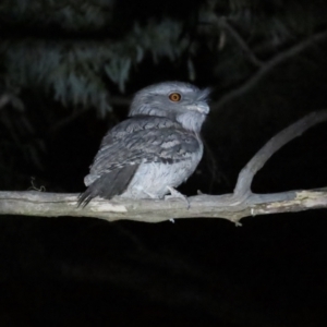 Podargus strigoides at Narrabundah, ACT - 14 Sep 2023 07:24 PM