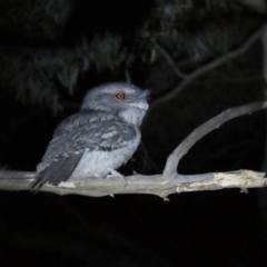 Podargus strigoides at Narrabundah, ACT - 14 Sep 2023 07:24 PM