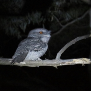 Podargus strigoides at Narrabundah, ACT - 14 Sep 2023 07:24 PM