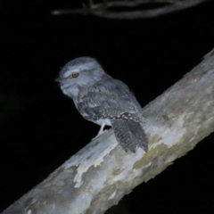 Podargus strigoides at Narrabundah, ACT - 14 Sep 2023 07:24 PM