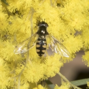 Melangyna viridiceps at Scullin, ACT - 20 Aug 2023 10:16 AM