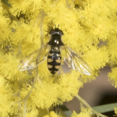 Melangyna viridiceps (Hover fly) at Scullin, ACT - 20 Aug 2023 by AlisonMilton