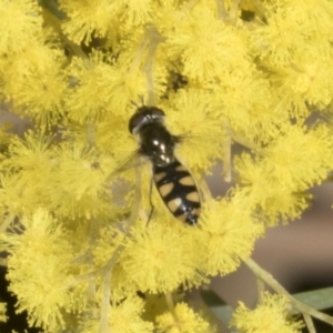 Melangyna viridiceps at Scullin, ACT - 20 Aug 2023 10:16 AM