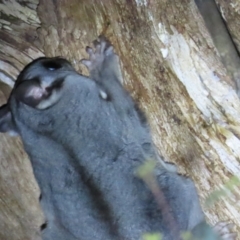 Petaurus notatus (Krefft’s Glider, Sugar Glider) at Narrabundah, ACT - 14 Sep 2023 by BenW