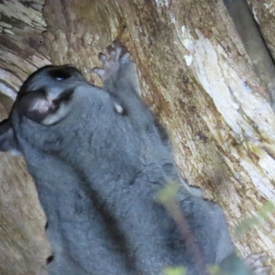 Petaurus notatus (Krefft’s Glider, formerly Sugar Glider) at Narrabundah, ACT - 14 Sep 2023 by BenW