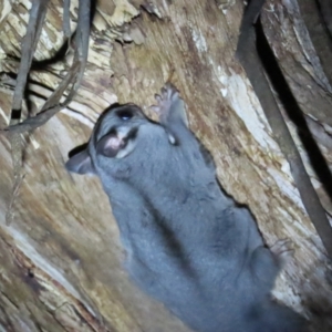 Petaurus notatus at Narrabundah, ACT - 14 Sep 2023 07:18 PM