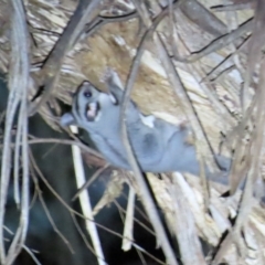 Petaurus notatus at Narrabundah, ACT - 14 Sep 2023 07:18 PM