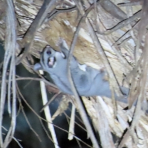 Petaurus notatus at Narrabundah, ACT - 14 Sep 2023 07:18 PM