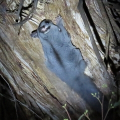 Petaurus notatus at Narrabundah, ACT - 14 Sep 2023 07:18 PM