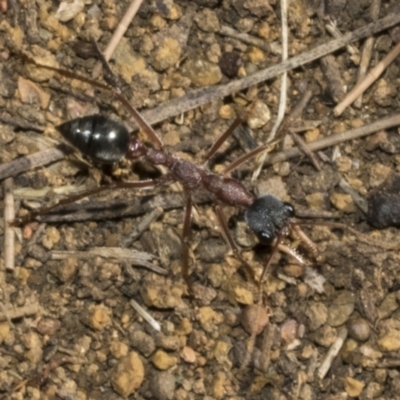 Myrmecia nigriceps (Black-headed bull ant) at Scullin, ACT - 20 Aug 2023 by AlisonMilton