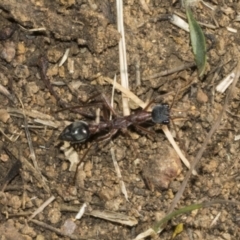 Myrmecia nigriceps at Scullin, ACT - 20 Aug 2023 10:36 AM