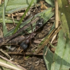 Myrmecia nigriceps at Scullin, ACT - 20 Aug 2023 10:36 AM