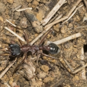 Myrmecia nigriceps at Scullin, ACT - 20 Aug 2023 10:36 AM