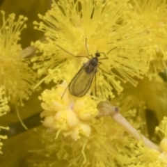 Cecidomyiidae (family) (Gall gnat) at Scullin, ACT - 20 Aug 2023 by AlisonMilton