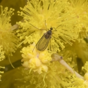 Cecidomyiidae (family) at Scullin, ACT - 20 Aug 2023 10:04 AM