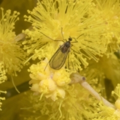Mycetophilidae (family) (A fungus gnat) at Scullin, ACT - 20 Aug 2023 by AlisonMilton