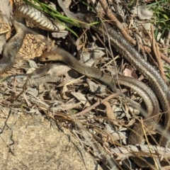 Pseudonaja textilis (Eastern Brown Snake) at Chapman, ACT - 13 Sep 2023 by HelenCross
