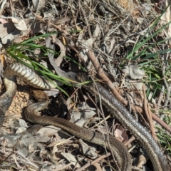 Pseudonaja textilis at Chapman, ACT - suppressed