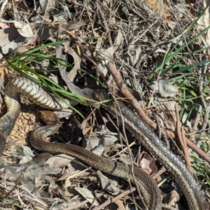 Pseudonaja textilis at Chapman, ACT - suppressed