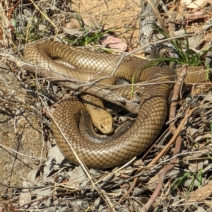 Pseudonaja textilis at Chapman, ACT - suppressed