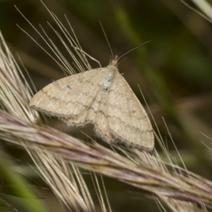 Scopula rubraria at Higgins, ACT - 27 Nov 2022 10:13 AM