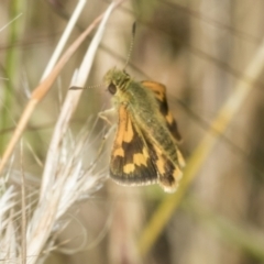 Ocybadistes walkeri (Green Grass-dart) at Higgins, ACT - 26 Nov 2022 by AlisonMilton